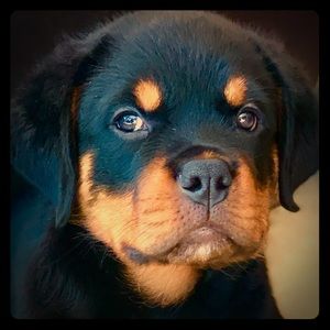 Meet your Posher, Arais